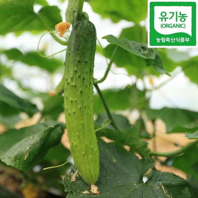 국내산 유기농 오이 친환경 무농약 백다다기오이, 1박스, 1kg