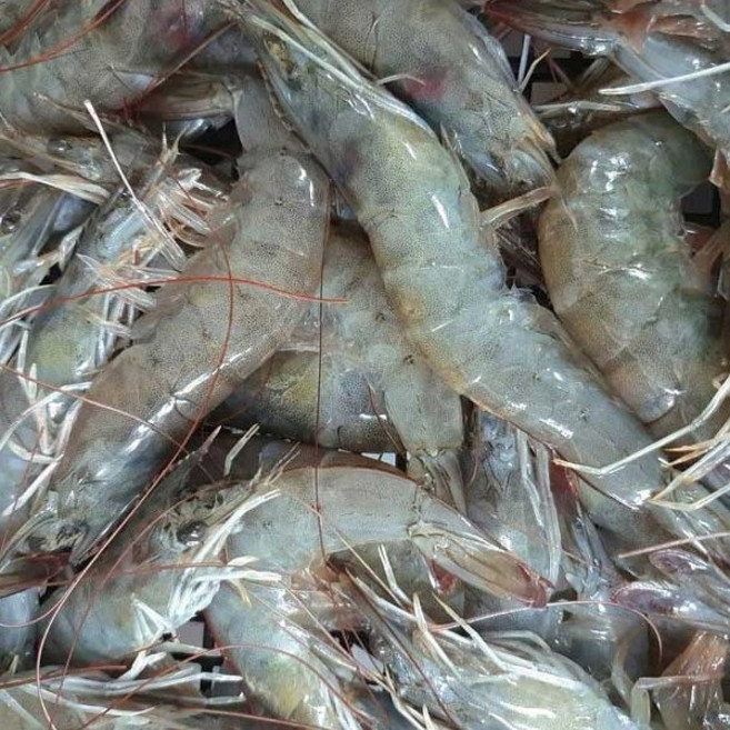 지구팡 국내산 제철 흰다리 새우 1kg 30미내외 2kg 70미내외 대하 새우철 왕새우 활새우 흰다리새우, 1개