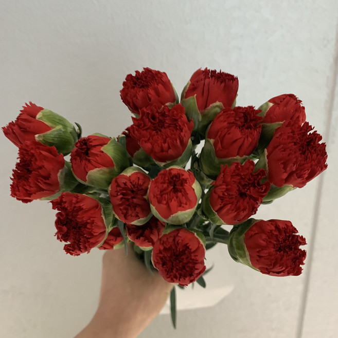 [사직생화] 카네이션 대륜 빨강 생화 한단20송이 (중국산)