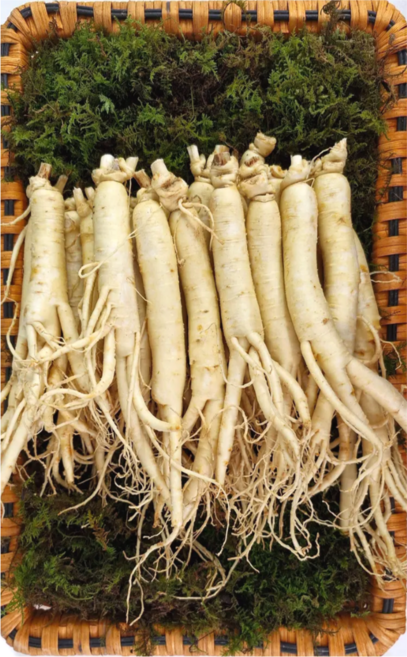 풍기 인삼 6년근 신선한 수삼 250g 7~10편 무료 세척 삼영인삼사, 5세트