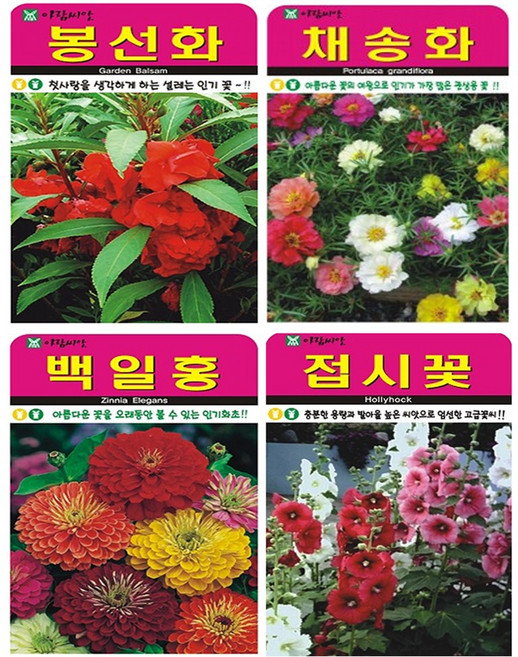꽃 씨앗 4종 (봉선화+채송화+백일홍+접시꽃), 1세트