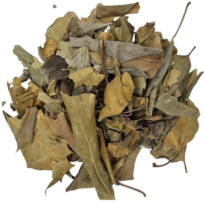 엄선한 황칠나무잎(6kg)-국내, 6kg, 1개