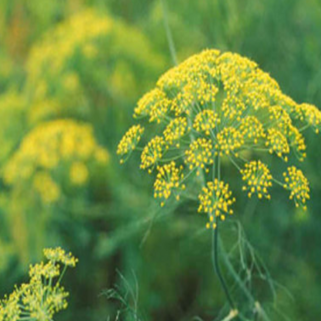 회양 펜넬씨앗(약 1000립) ja090, 1개