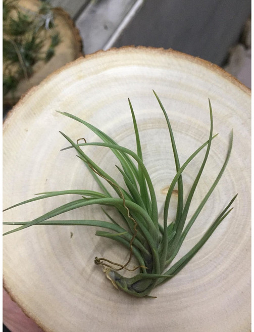 空氣鳳梨 青銅紫水晶 爪形 白花 Tenuifolia Bronze Tip 室內植物 裝飾盆栽
