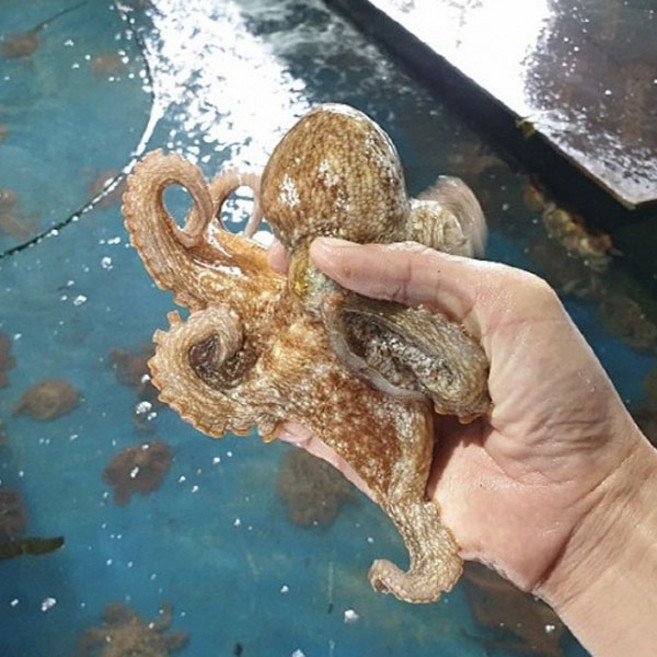 국내산 활 돌문어 소사이즈 1kg 2~4미, 1개, 1kg 내외