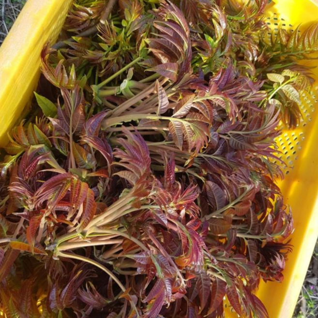 자연산 가죽나물 1kg 농장수확 당일직송 2026년 참죽나무순 [4월13일부터 순차발송], 1개