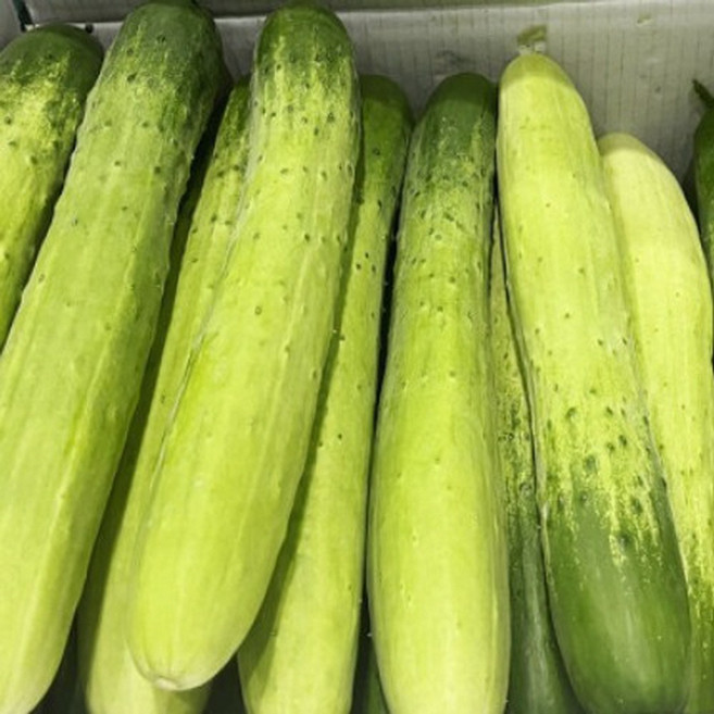 백다다기 오이 50개 오이지 오이소박이용 달고 맛있는 아삭아삭 오이, 1박스, 5kg