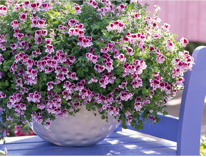 페라고늄 랜디 실내월동다년초 제라늄과 상시연속개화 10cm화분묘 꽃심야생화, 2개
