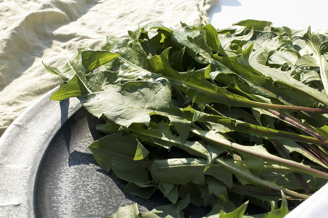 국내산 민들레잎 민들레나물 신선초 한방재료, 1개, 1kg