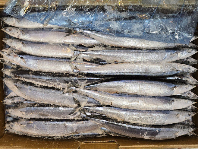 [삼풍수산]-냉동꽁치1번 65미내외 큰 사이즈 업소용 꽁치 9.4kg, 1개, 9k