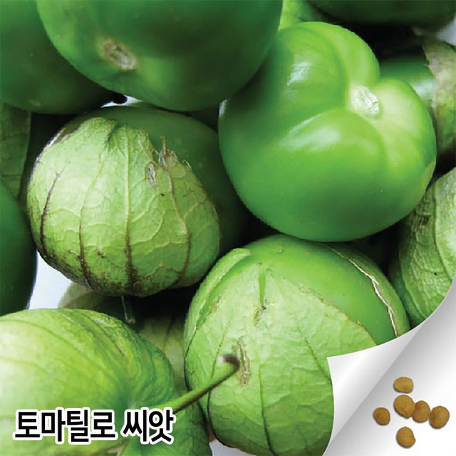 토마틸로 씨앗 100알 토마티요 종자 꽈리 꽈리씨, 1개