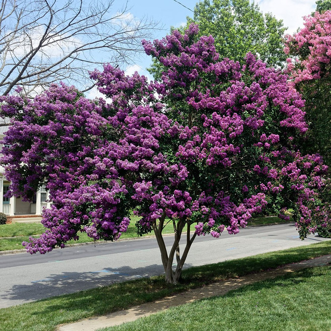 리서스원예 배롱나무 백일홍나무 자금령 보라색꽃 나무 묘목 삽목2년, 1개, 자금령 삽목2년