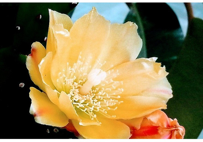 팅커벨 엽선3년생 선인장, 1개