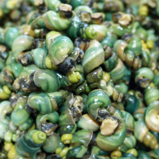 정옥다슬기 지리산 1급수 자연산 깐다슬기 200g, 1개