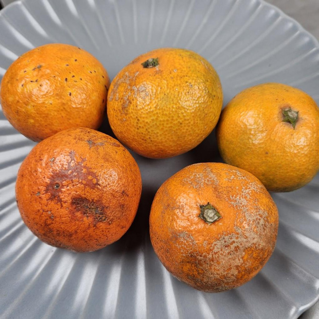 제주 감귤 제주도 귤 밀감 5kg 10kg, 로얄과(S-M)10kg, 1박스