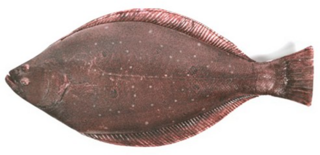 피쉬앤팬시 광어 생선 필통, 혼합색상, 1개