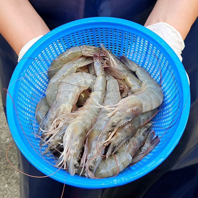활새우 흰다리새우 왕새우, 1개, 흰다리새우 2kg