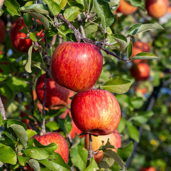 상상정원 로얄후지 사과나무 묘목 - 이중접목묘, M26/이중접/1년생/특묘, 1개