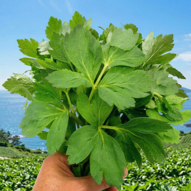 [여수금오도] 산지직송 봄나물 봄향가득 방풍나물, 1개, 1kg