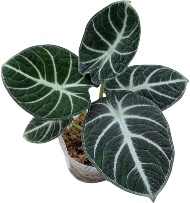 開心農元 忍者觀音蓮 觀葉植物 室內盆栽, 2.5-3吋, 1個