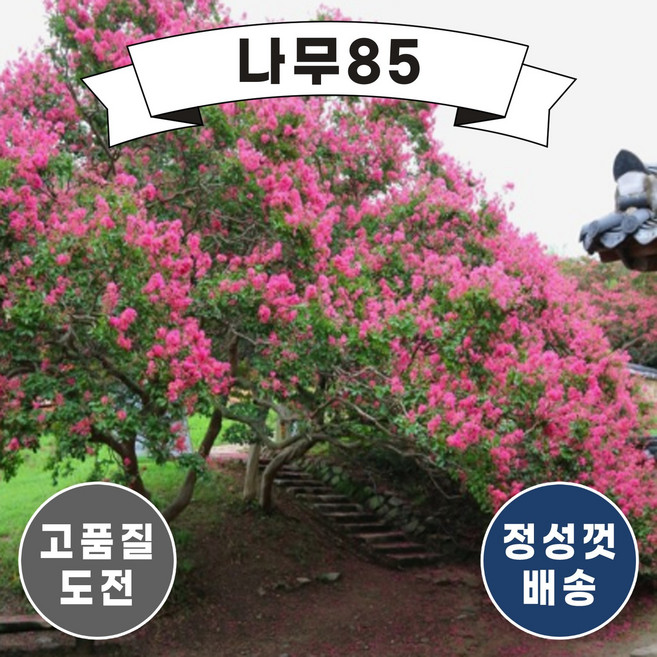 (나무85) 배롱나무(목백일홍) 12종 시리즈, 1개