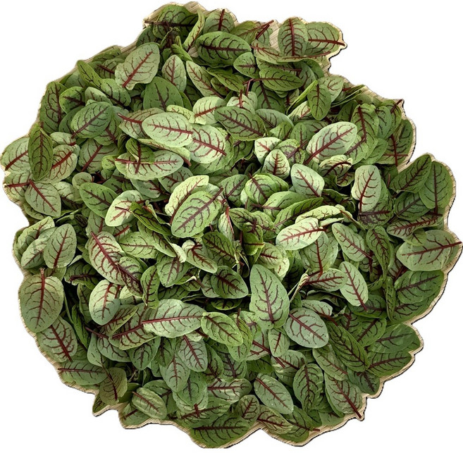 당일수확 데코용 레드소렐 쏘렐 적쏘렐 20g, 1개, 30g