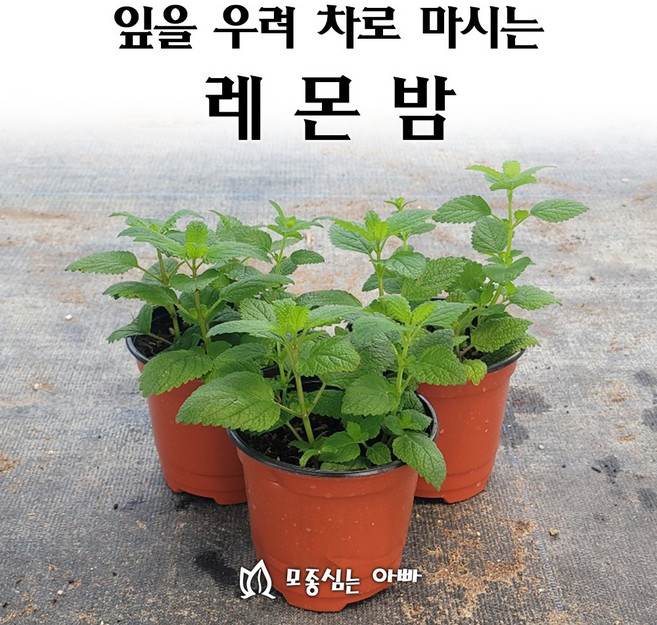[모종심는아빠] 잎을 우려내어 차로 마시는 레몬밤 허브모종, 모종1컵, 1개