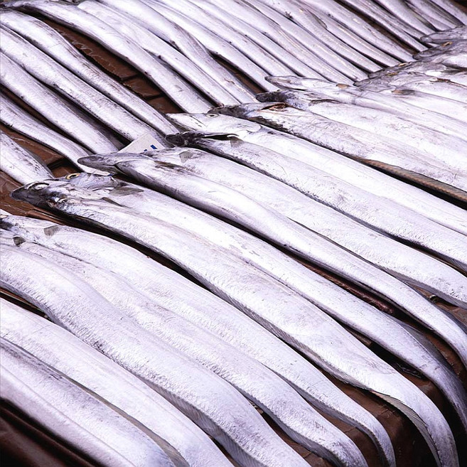 (배터짐) 업소용 (대) 갈치 라운드 3/5N 반절단 포장 머리없음, 1개, 8kg