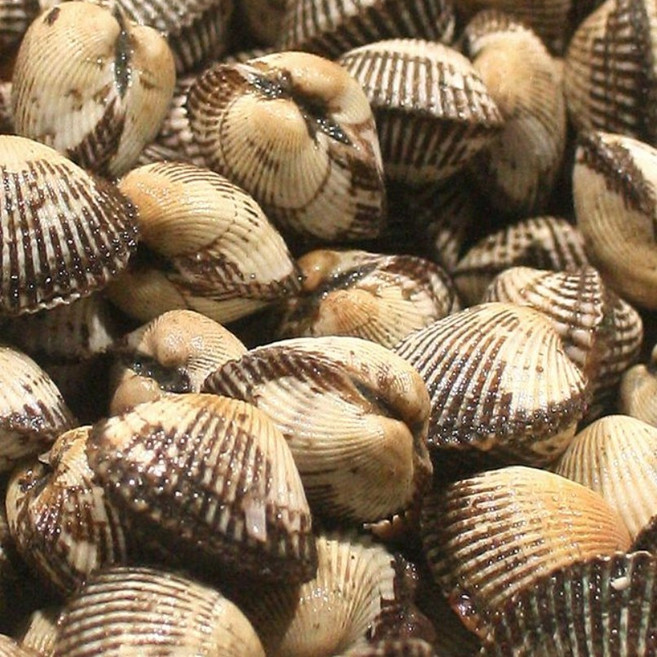 새꼬막 꼬막 벌교 살이 꽉찬 제철 생물 꼬막, 1개, 새꼬막(특상) x 2kg, 내외