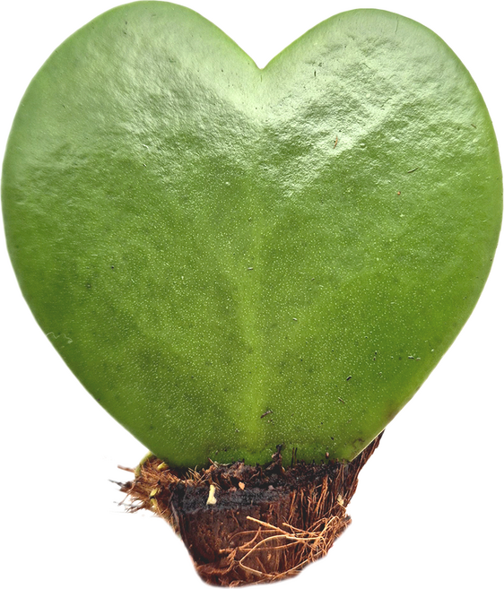 피움뜰 하트호야 호야케리 하트선인장 키우기 - 공기정화 전자파차단 키우기쉬운 다육이, 하트호야(소) 5cm 이하, 1개