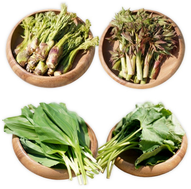 [산나물 판매왕] 신선한 강원도 산나물 모듬 4종 두릅 명이나물 곤달비 눈개승마 1kg 봄 제철