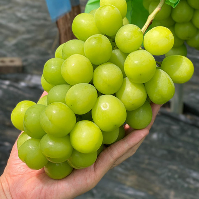 망고포도 프리미엄 샤인머스켓 포도 750g내외(1송이), 1박스, 750g