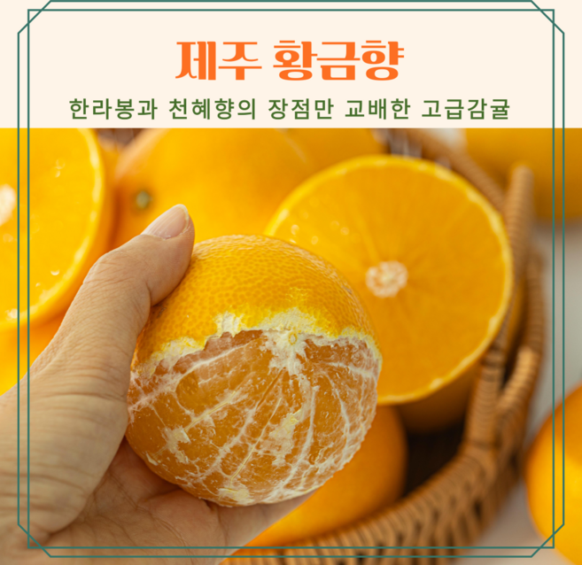 [청정제주산] 황금향 새콤달콤 고당도과즙 1.5kg 2.5kg 4.5kg 산지발송 가정용, 소과
