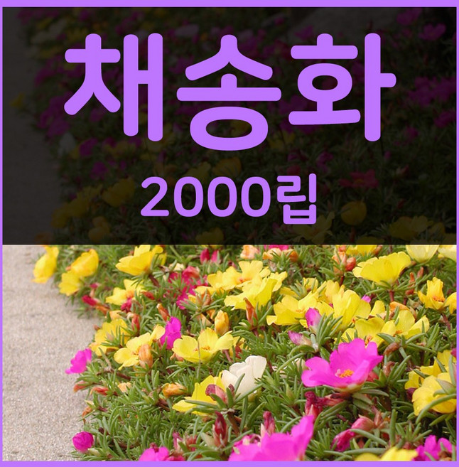 꽃씨몰 꽃씨 봄 파종 여름꽃씨 가을 노지월동 다년생 야생화 양귀비 종자 꽃씨앗, 1개