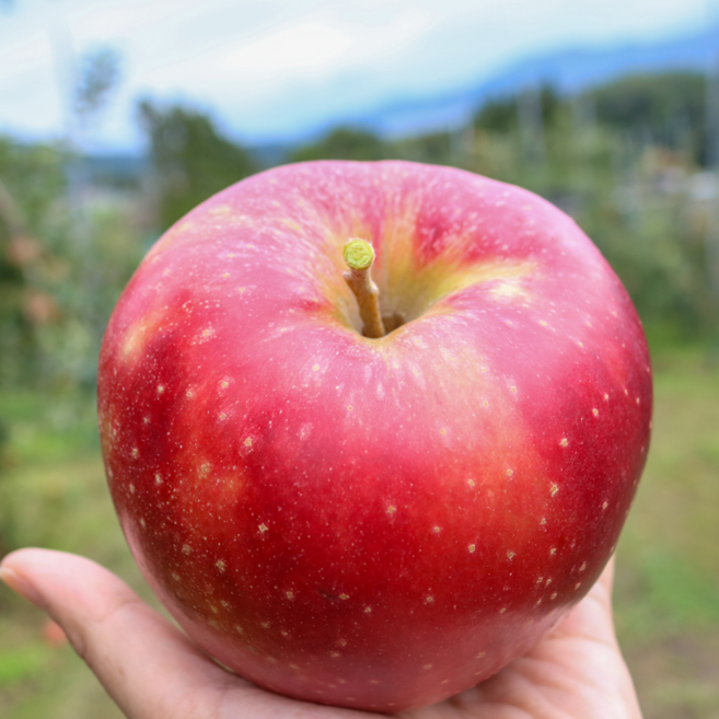 [작년후기1위] 당도보장 산지직송 명품 얼음골사과, 1박스, 2kg 중대과
