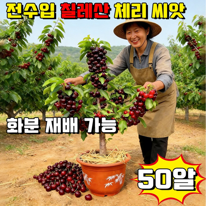 [7J급 특대] 전수입 칠레산 체리 씨앗 묘목 칠레산 체리 자가수정씨앗 한국 재배 적합 사은품 랜덤 증정, 50개