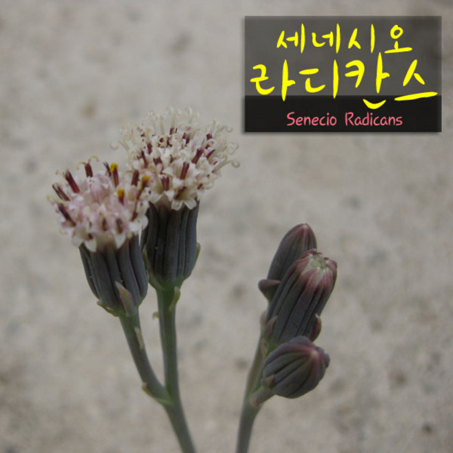 [허브여울다육] 세네시오 라디칸스(바나나콩난) 지름 9cm 소품다육화분, 1개