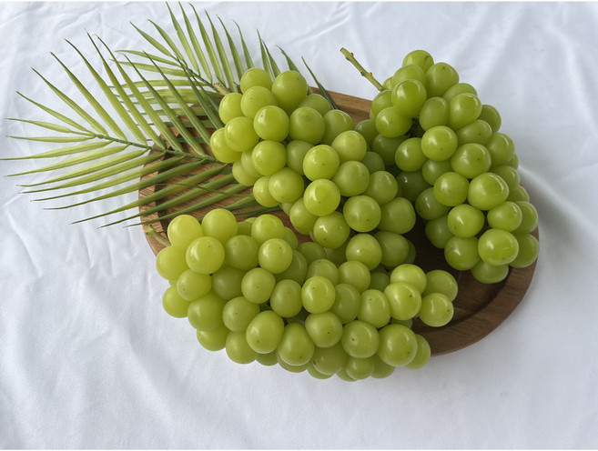 [고당도 18Brix이상] 산지직송 샤인머스캣 (당도선별), 1개, 500g, ( 1송이 )