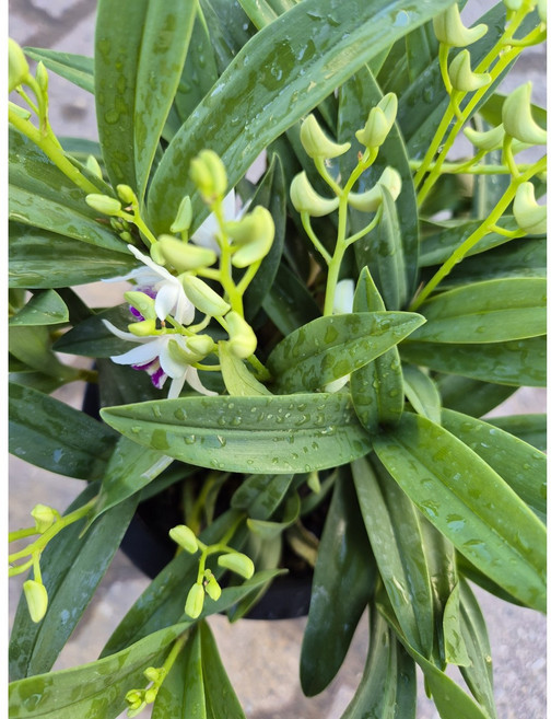 [성심꽃농원] 긴기아난 흰색 은은향가득, 1개