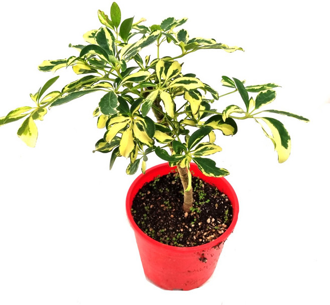 칼라홍콩야자 외목대 (중품) 우산을 닮은 실내인테리어 공기정화식물, 1개