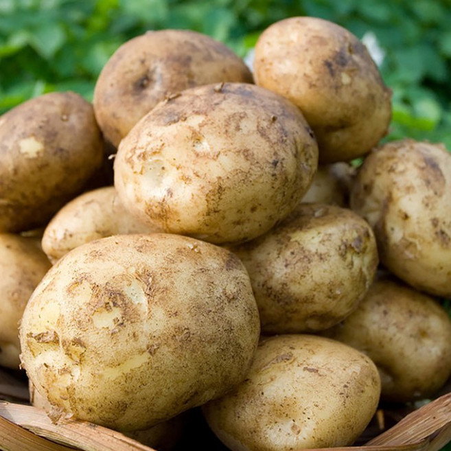 국내산 햇감자 포슬포슬 수미 감자, 1박스, 5kg (대)