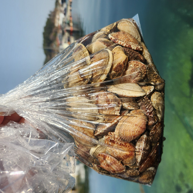 왕바지락 국내산 남해안 생물 대바지락, 1박스, 1kg (45-50미 내외)