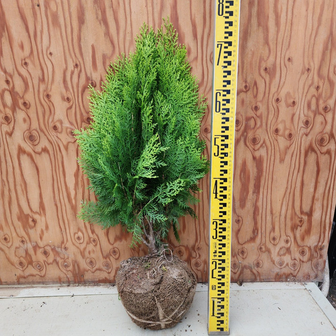 황금측백 나무 묘목 키60cm 상록수 서산조경마켓, 10개