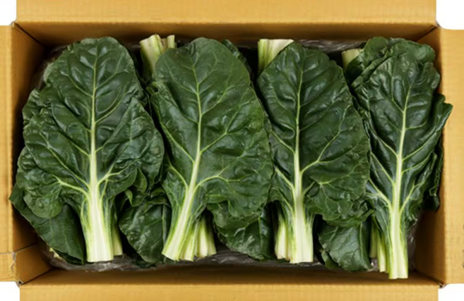 근대 4kg/박스 (국산), 1개, 4kg