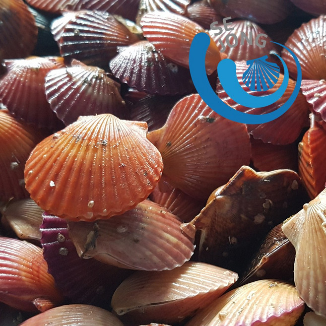 세종수산 홍가리비 고성가리비, 1개, 10kg