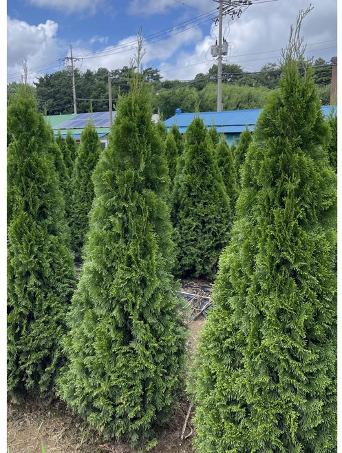 에메랄드그린 H1.8m(180cm)