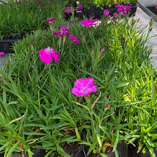 사계패랭이 꽃 10포트X1set 상록 꽃잔디모종 키우기 봄 가을 지피식물 농장 정원 잔디 심기, 1개