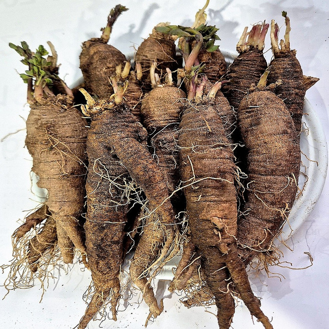 횡성더덕농장 큰더덕 1kg, 1개, 큰더덕1kg