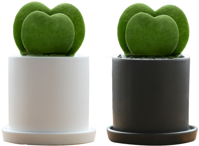 공기정화식물 스투키 세라믹화분, 1개, 더블하트 호야 원형 블랙