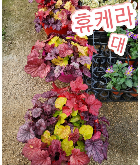 휴케라 대품/추위에 강해 정원수로 많이 사용, 1개